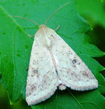 Cotton bollworm in its moth stage